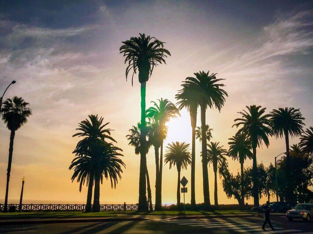 Palm trees silhouetted against the sunset in Santa Monica
